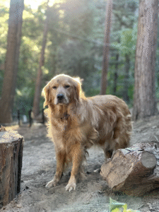 MJ Thinks he's the king of the forest